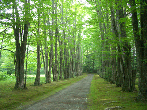 新・旧軽井沢/桂並木